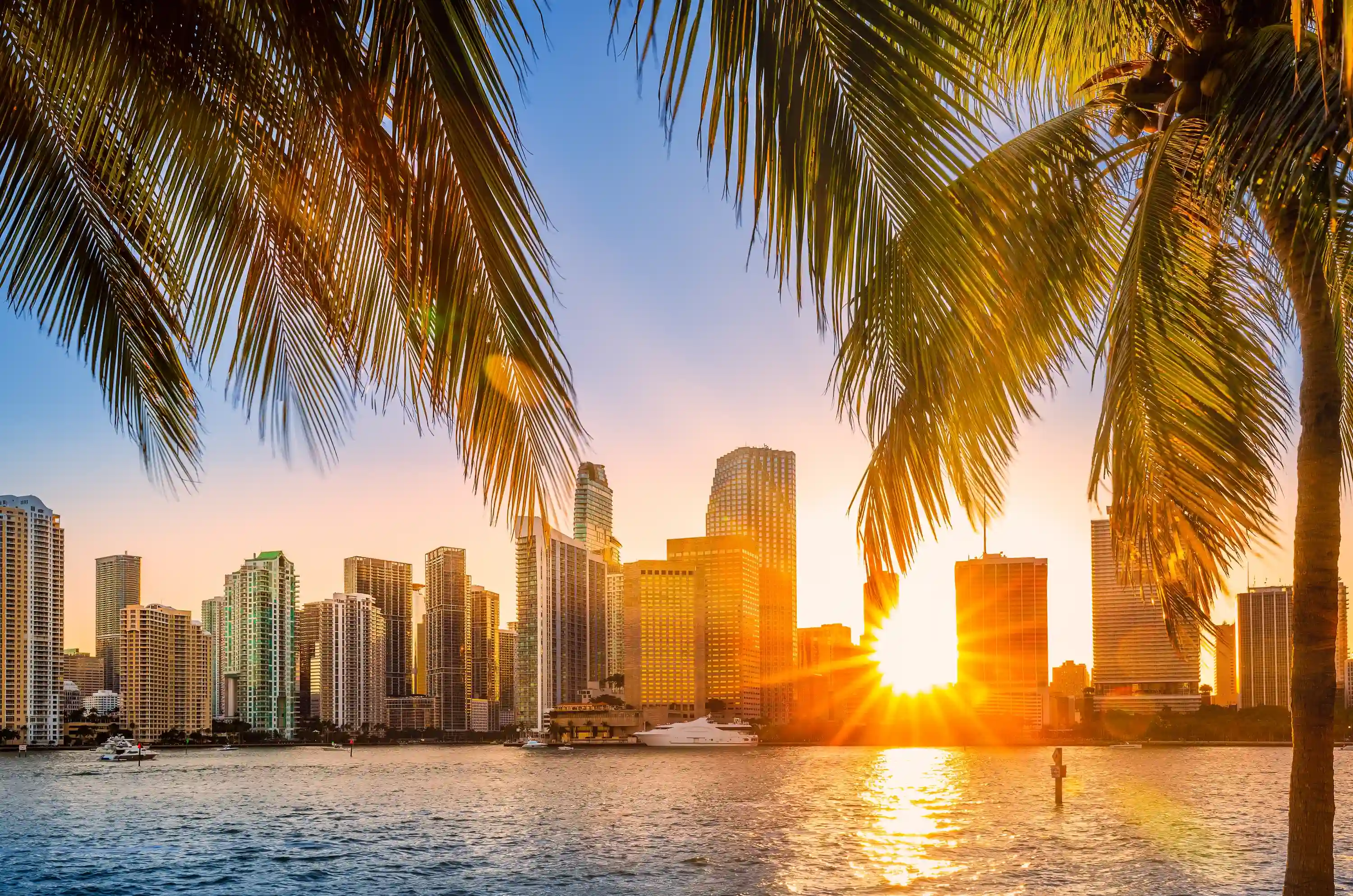 Miami Florida sunset skyline in the distance behind palm leaves